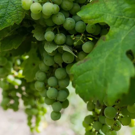 Clos De La Barbanne Bed & Breakfast *